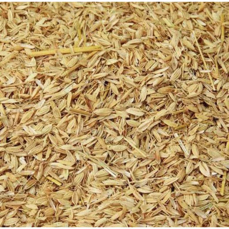 media tanam sekam padi.