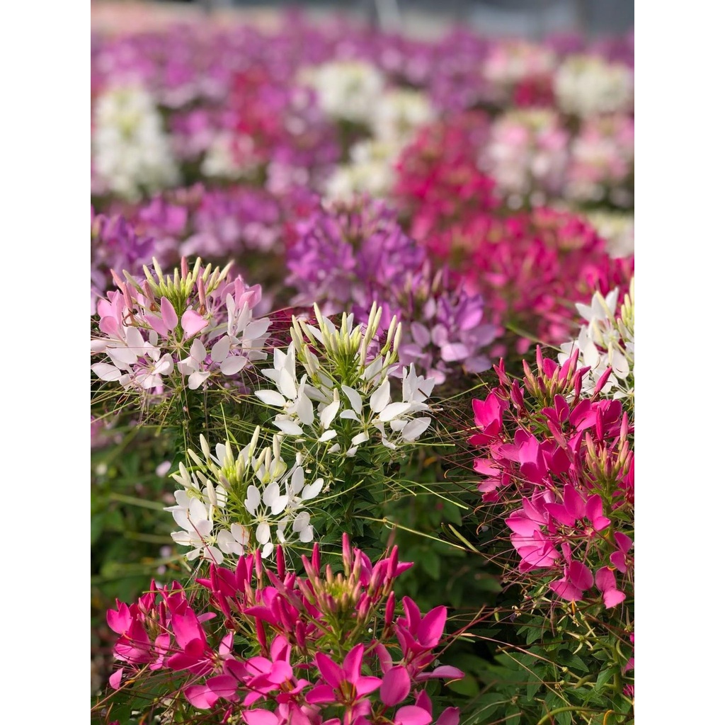 Benih Bibit Biji - Bunga Cleome Spider Plant Bunga Laba - laba Flower Seeds - IMPORT