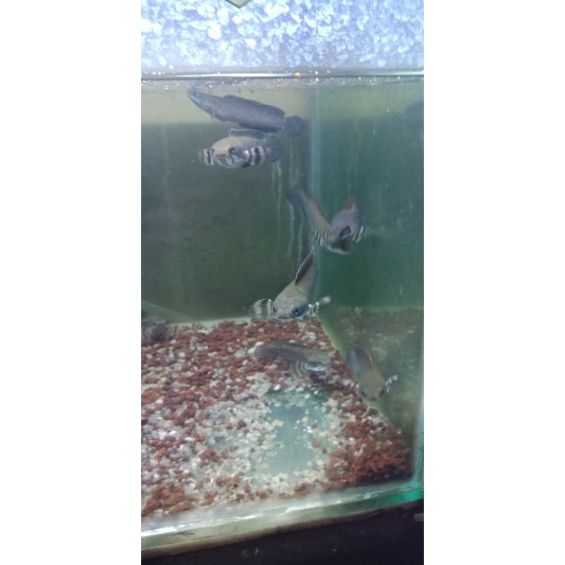 Channa Blue Pulchra Size -+ 10-11 cm