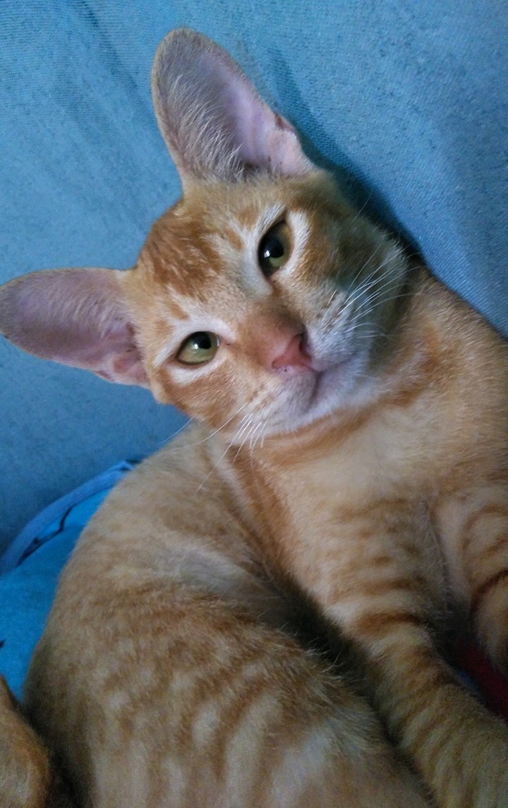 Maura Couple - Sania Ruffle Batik Couple Ori Ndoro Jowi Dnt Garansi Termurah Shopee -