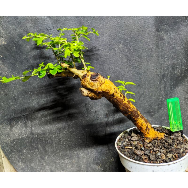 bahan bonsai sisir kaliage mame realpic