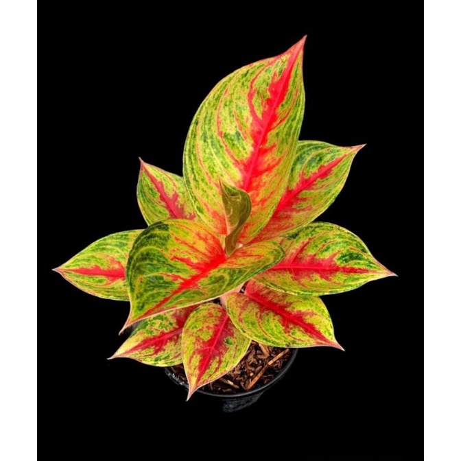 аглаонема дракон