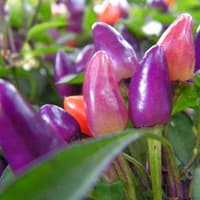 Benih / Bibit / Biji - Cabe Purple Candle Pepper Seeds - IMPORT