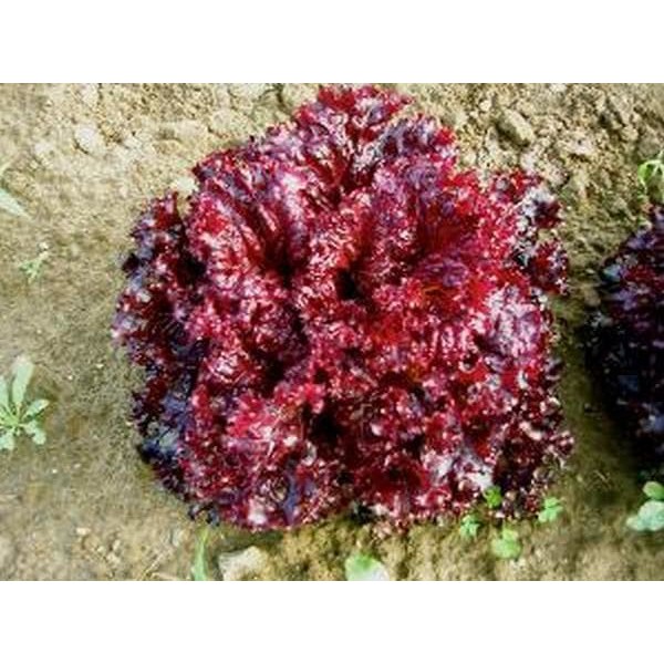 Benih Biji Bibit Sayuran Hidroponik Selada Merah Pesona Tpsdd3 Juara