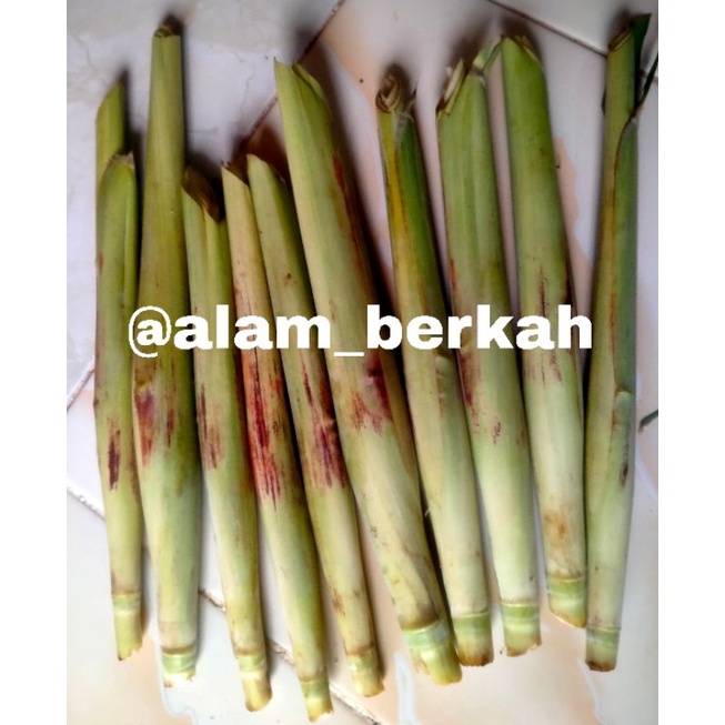

TERUBUK SAYUR | TERUBUK ENDOG SEGAR per 10 batang (1kg)
