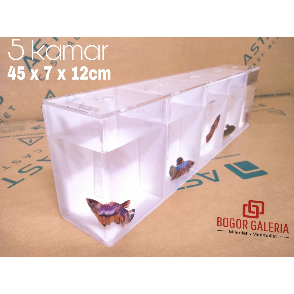 Aquarium Mini Akrilik Ikan Cupang 5 Kamar 45 x 7 x 12 2mm Background dan Alas Putih Susu