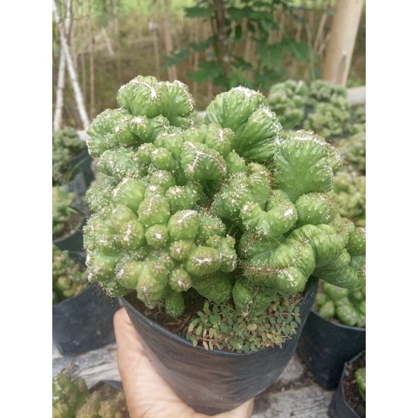 kaktus babat hijau ukuran jumbo/kaktus murah/kaktus ownroot