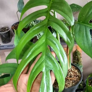 Tanaman Hias Monstera Epipremnum Pinnatum - Philodendron  