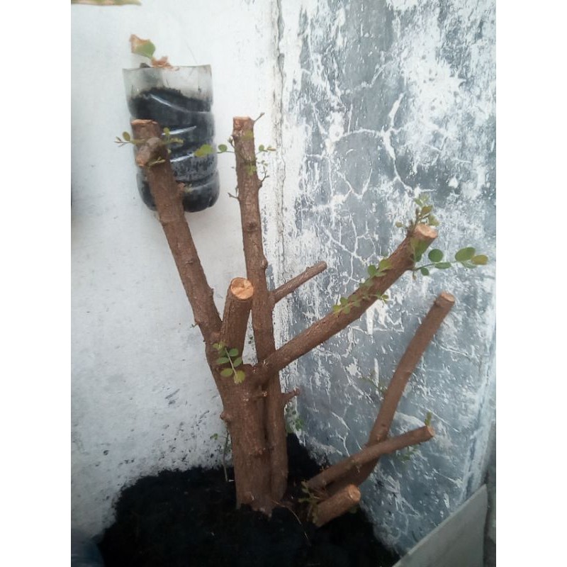 Bahan bonsai Tapel besi