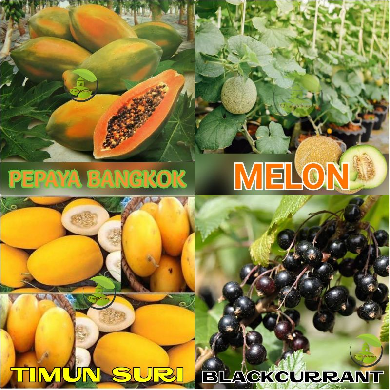 PAKET USAHA Benih Bibit Sayuran Bibit Sayur Buah Bunga