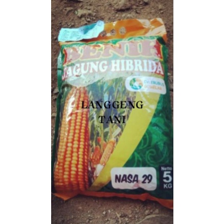 BENIH JAGUNG HIBRIDA  5 KG