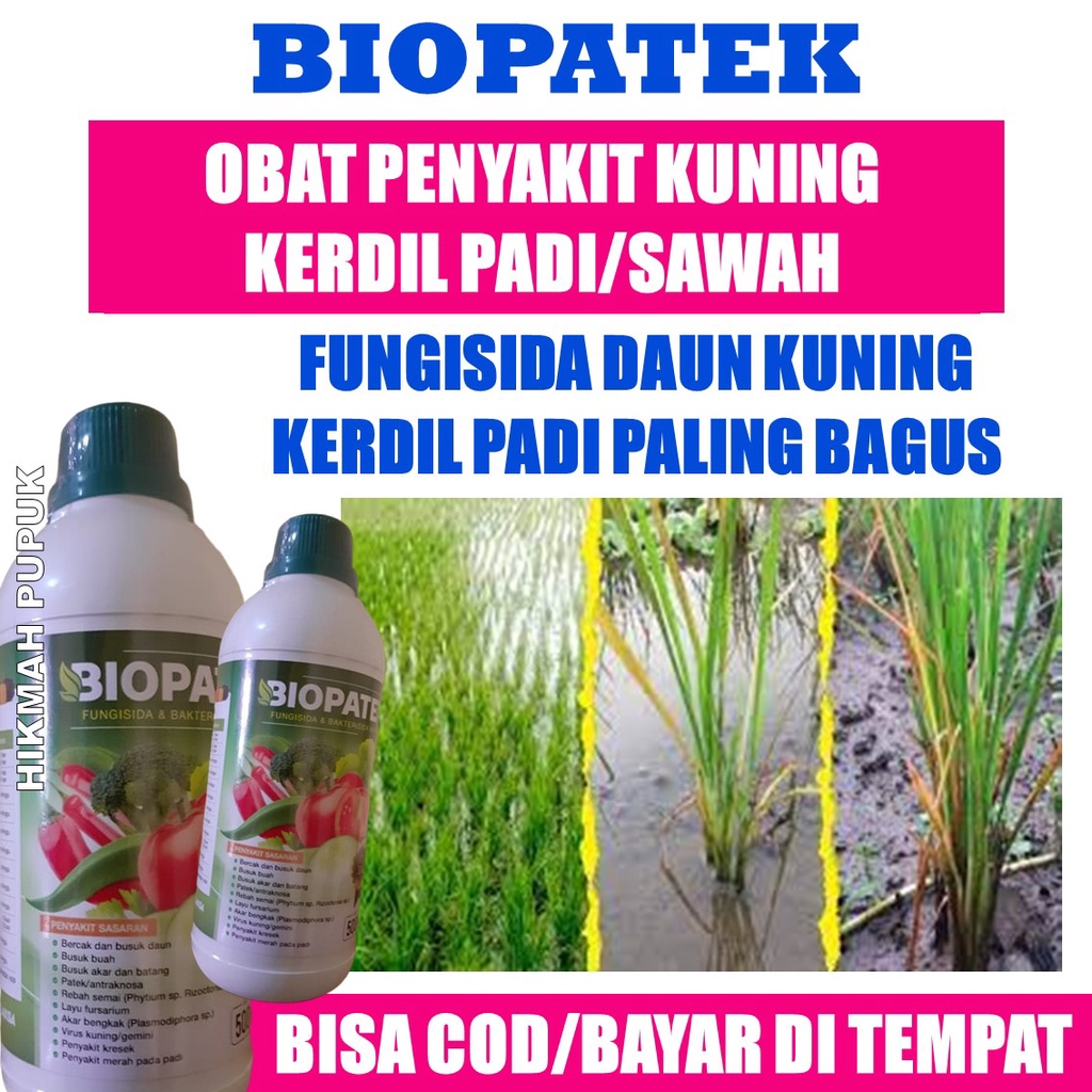 {ASLI MURAH} BIOPATEK Isi 500 ML Obat Kuning Kerdil Rumput Tanaman Padi BIOPATEK, Obat Organik Cair 