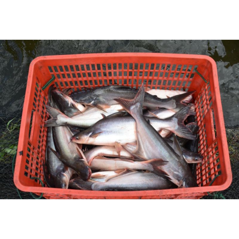 

Ikan Patin Hidup 500 gram