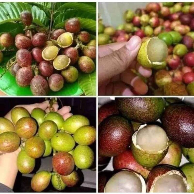 

Matoa Super (3 Rasa) 1 kg