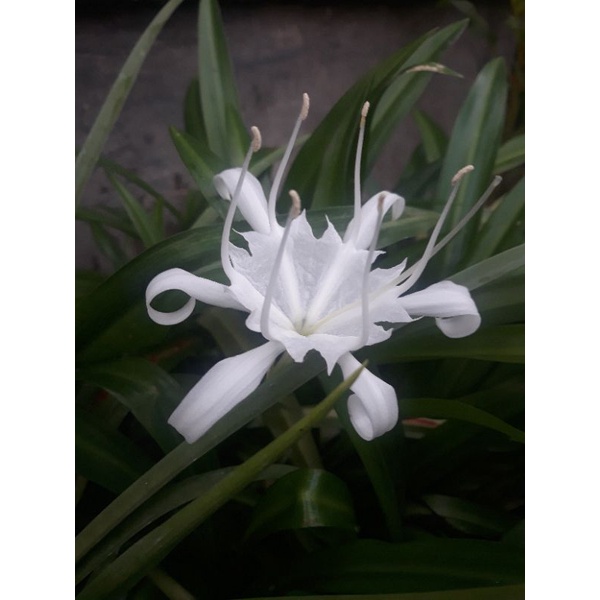 Umbi bunga spider lily (2 umbi)