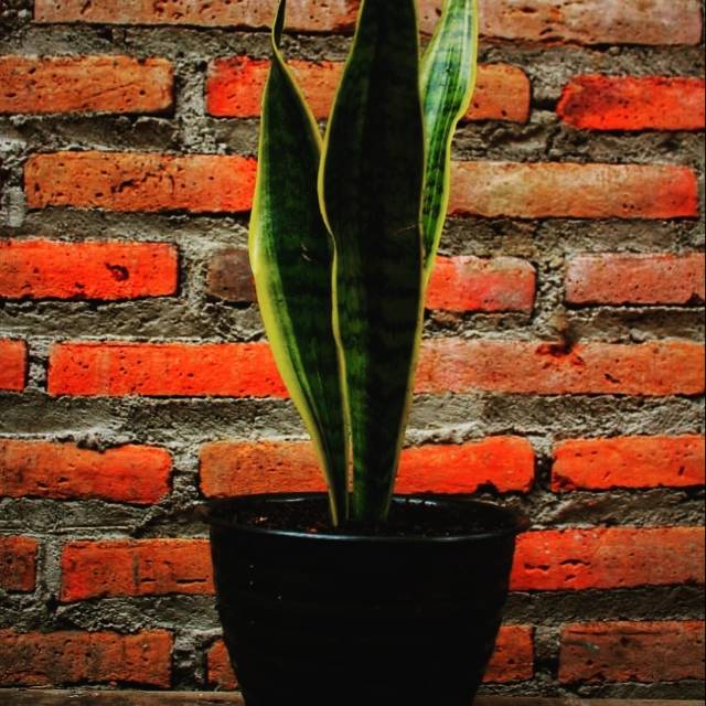 Sensivera gold flame