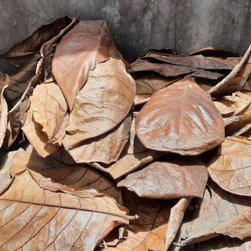 

Daun ketapang laut kering tidak berminyak sudah di olah (per 5 lembar)