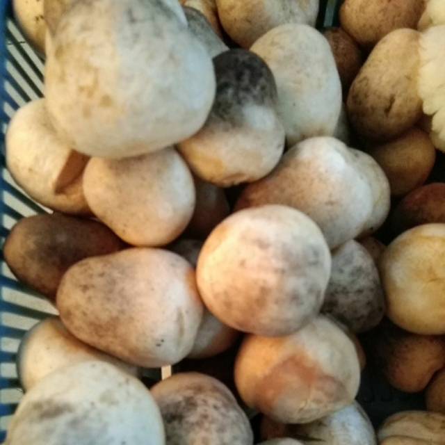 

[250gr] Jamur Merang