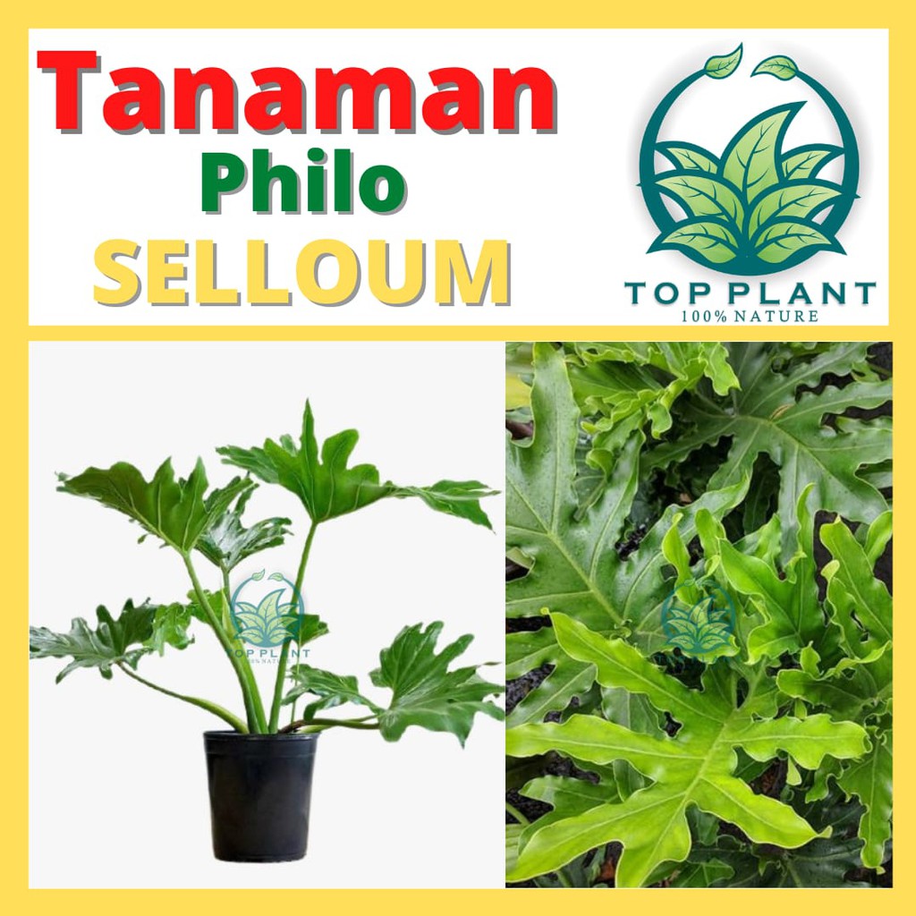 Jual Tanaman Hias Bunga Philodendron Selloum Philo Jari Shopee Indonesia