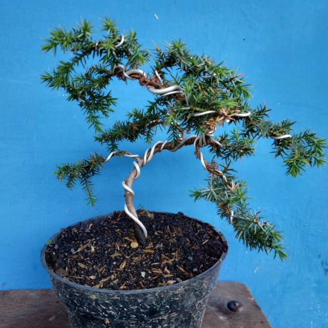 Bonsai Cemara Duri