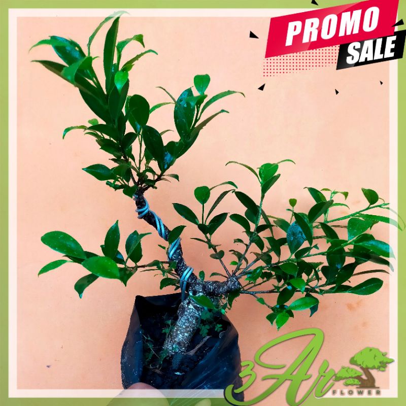 (BISA COD)BAHAN BONSAI MAME BERINGIN KIMENG/FICUS KIMENG RAWATAN