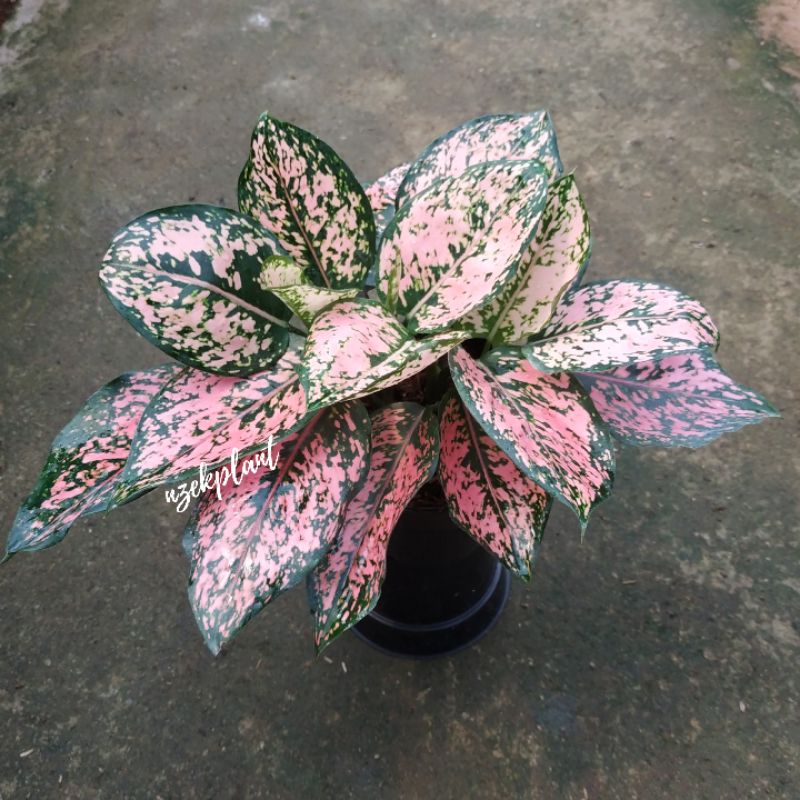 aglonema Tri colour