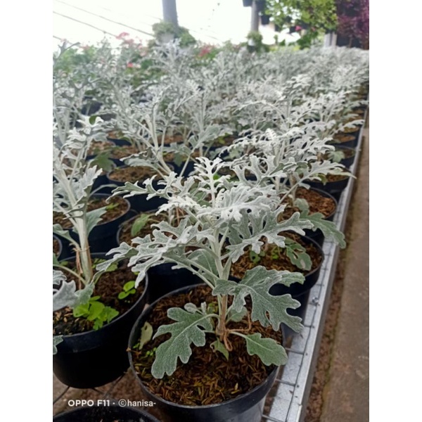 bunga cineraria/putri salju