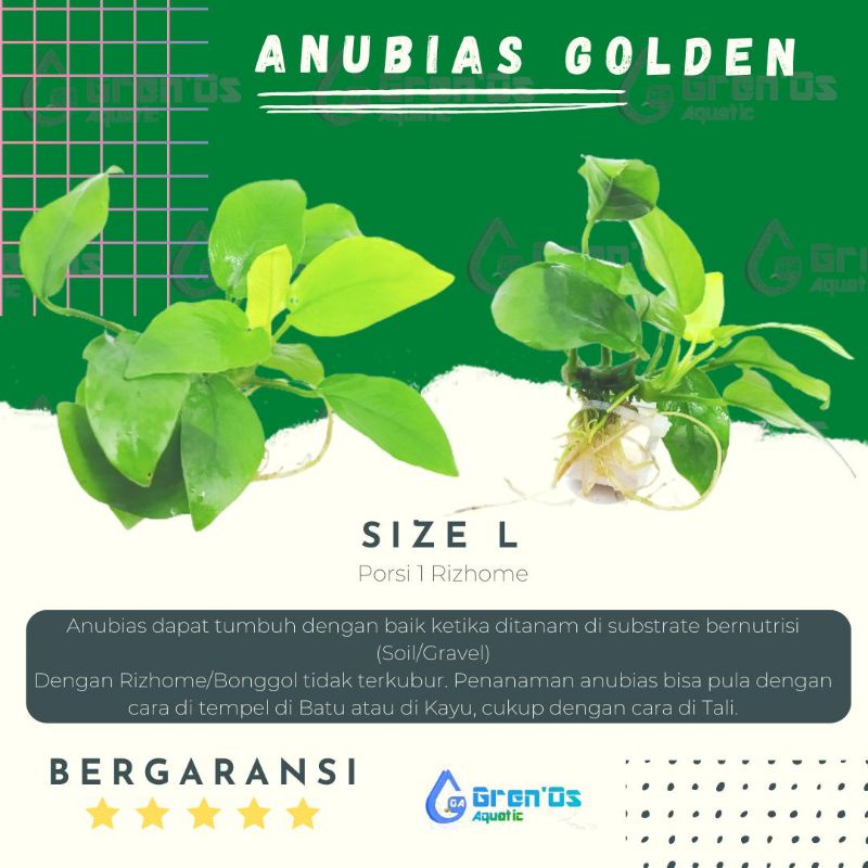 Anubias Nana Golden Size S M L Calon Indukan Tanaman Tumbuhan Aquascape Aquarium Low Tanpa Co2 Chann