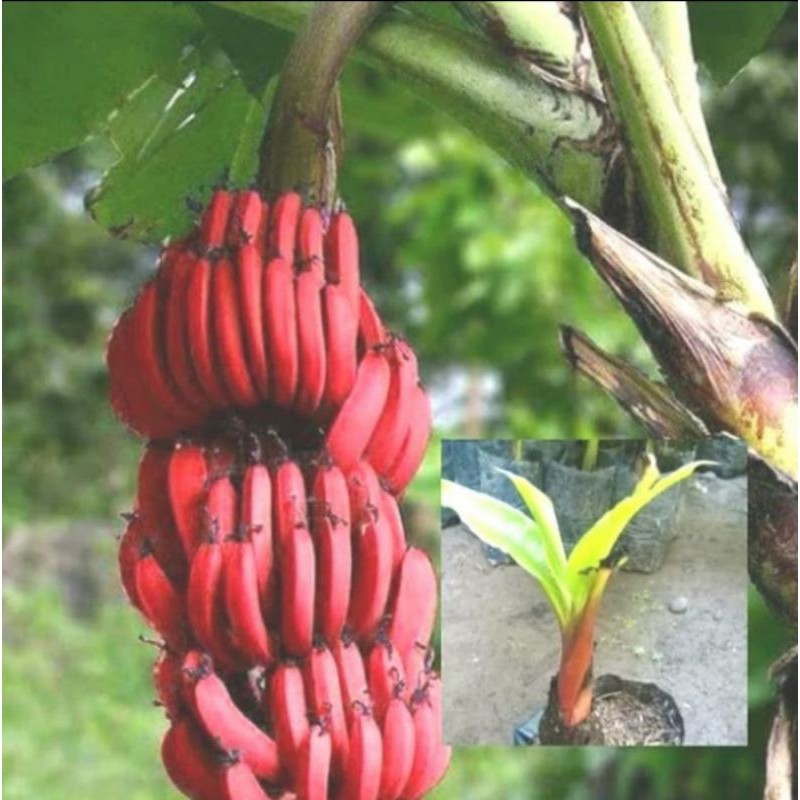 Bibit Pisang Merah (Pisang Kidang)