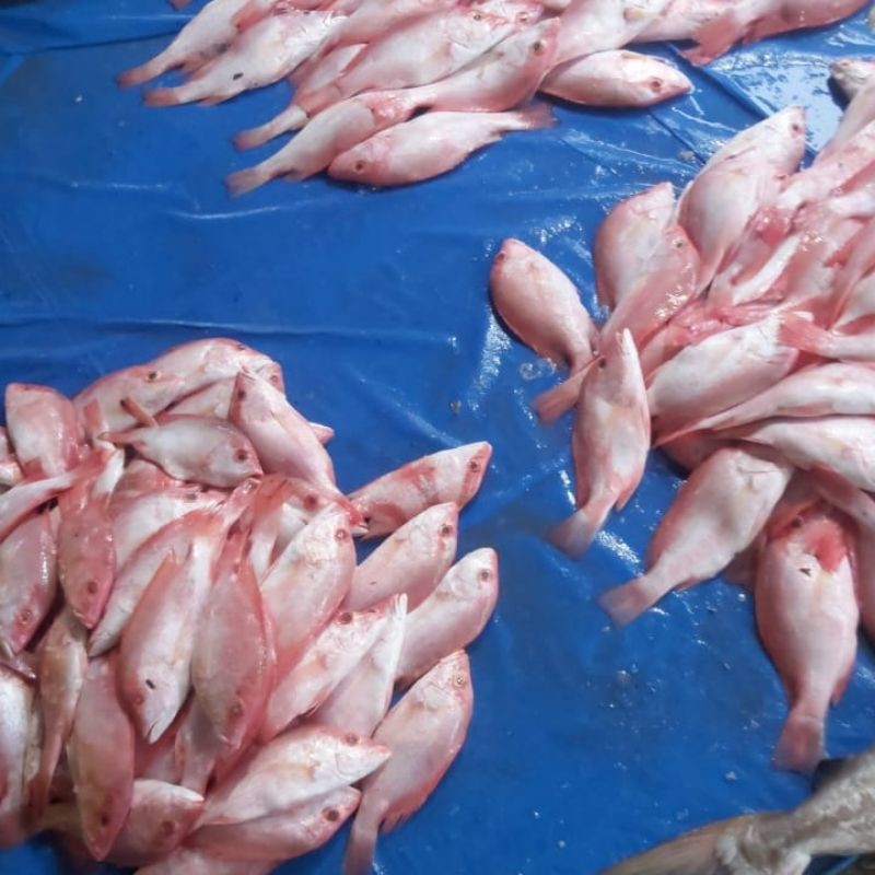 

Ikan kakap merah