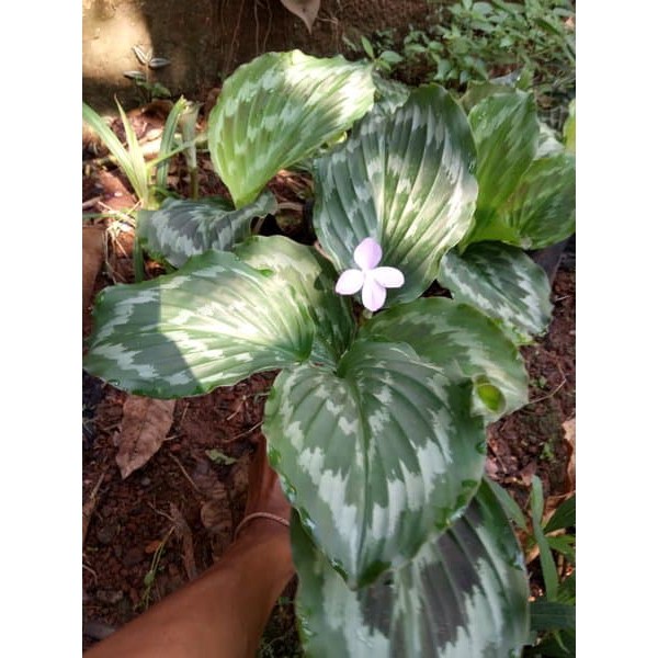 jual tanaman hias kencur bunga - calathea kencur bunga - bunga