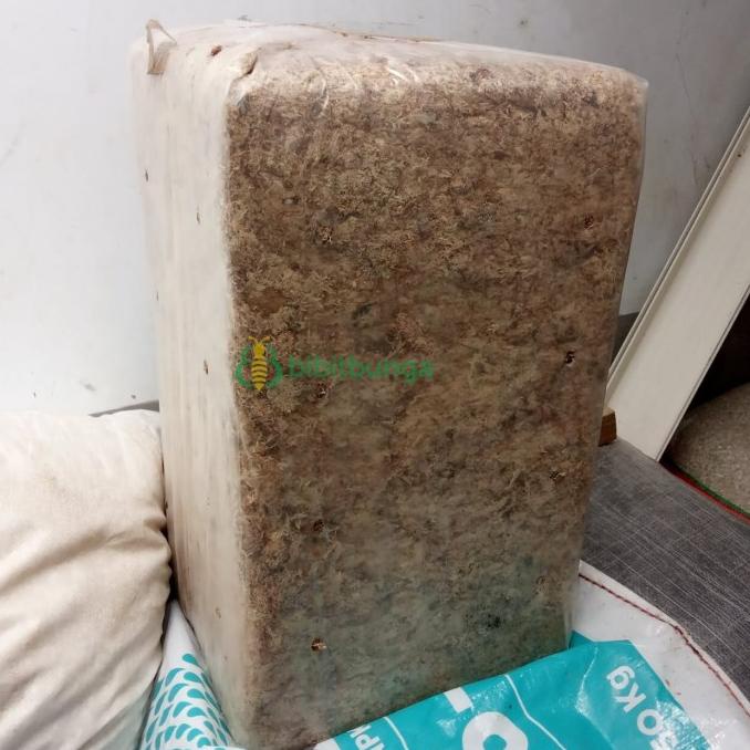 Kualitas terbaik] Sphagnum Moss Chile 5 Kg Lumut Kering Media Tanam Anggrek Spagnum Mos