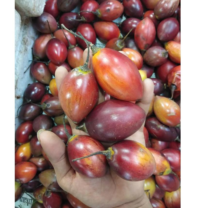 

Hot item "" Fresh Terong Belanda Segar !!