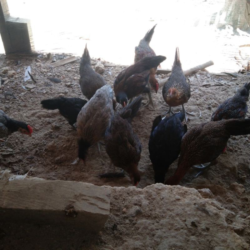 

Ayam kampung Asli bukan hasil silangan