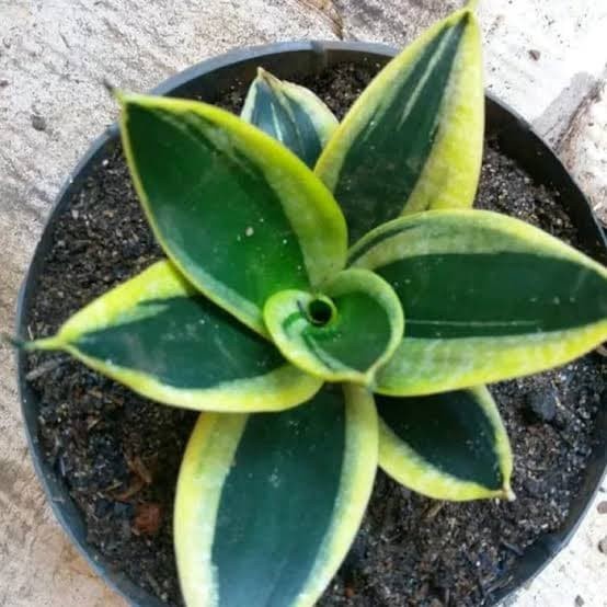 Tanaman Hias Sansivera Pagoda - Sansivera Mini - Sansivera Gold