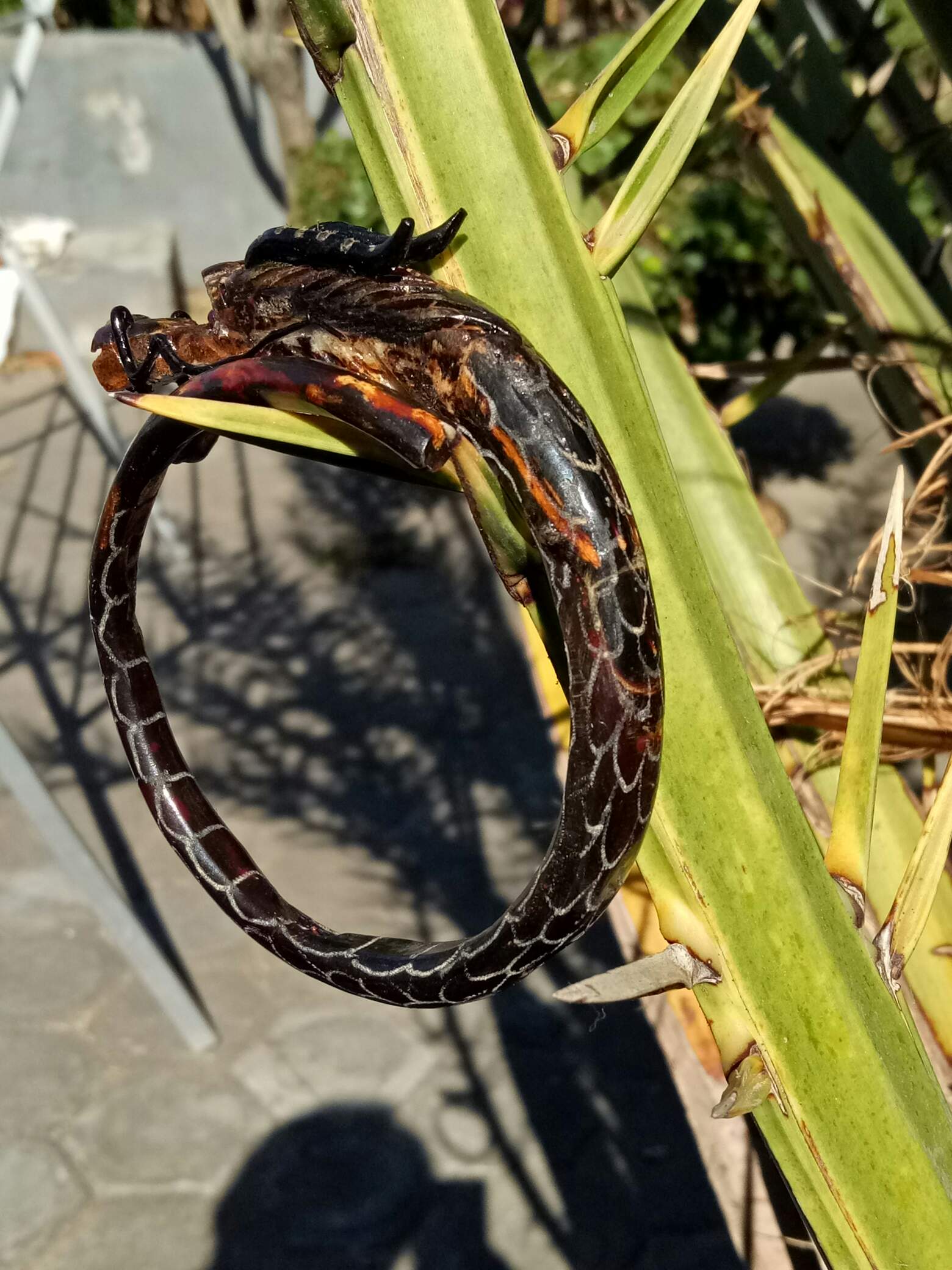  Gelang  AKAR  BAHAR  BRAHMA MERAH ORIGINAL UKIR NAGA Shopee 