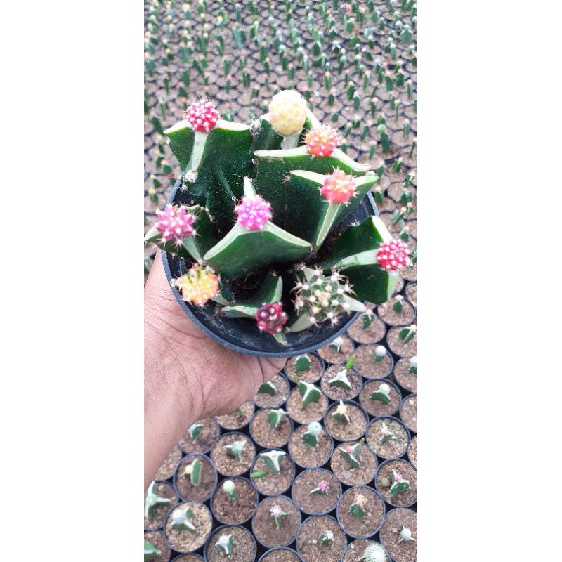 kaktus mini hidup mix