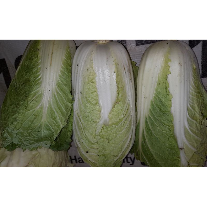 

sayur sawi putih 1 buah