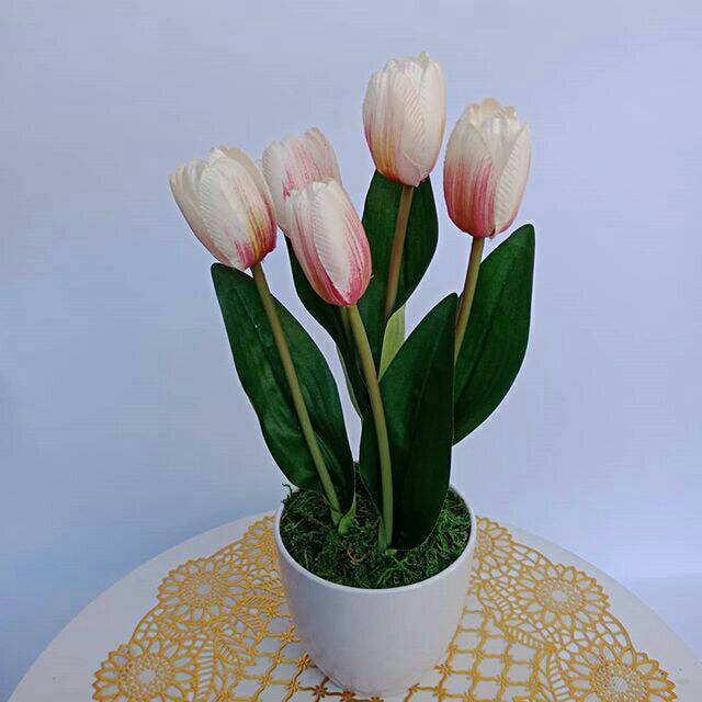 Tulip putih pink / pink rose