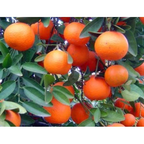 Bibit Benih Biji Buah Jeruk Santang Manis - Biji Tanaman Buah Jeruk Santang -Bibit Jeruk Santang-COD