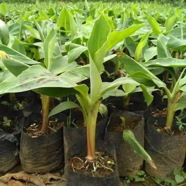 Bibit Pisang Raja Bulu