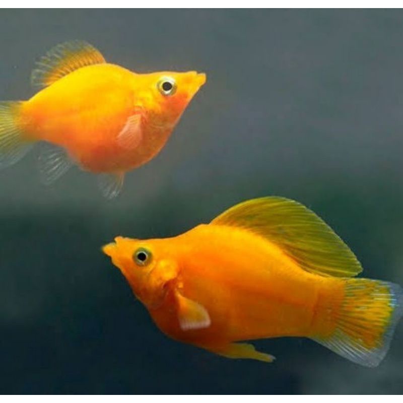 Molly Golden Thailand Balon