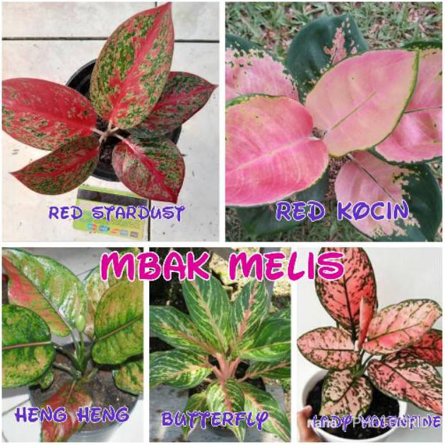 Paket 5 Batang Bibit Bunga  Aglonema Tanaman  Hias  Indoor 