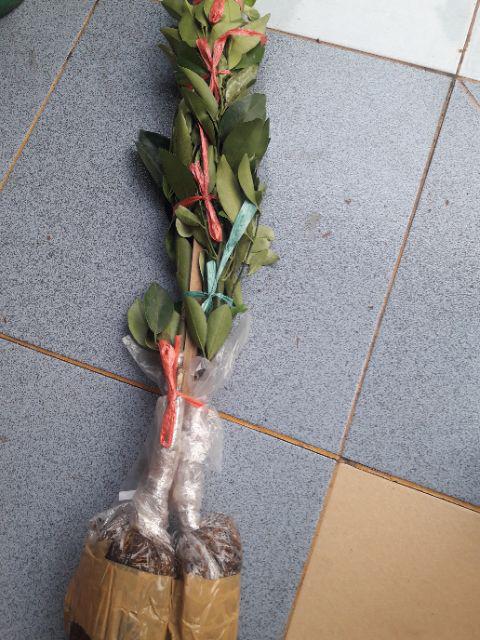 Bibit Jeruk Mandarin 400 Gram / Bibit