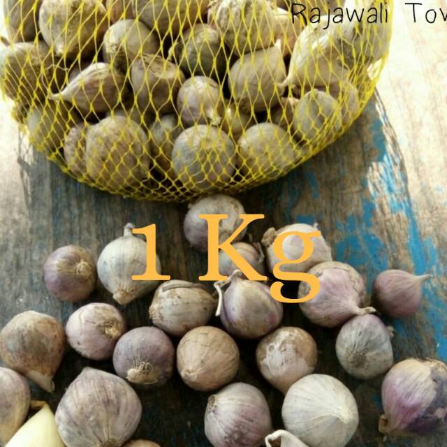 

Bagus Pilihan Bawang Putih Tunggal TOV 1 kg Bawang Lanang