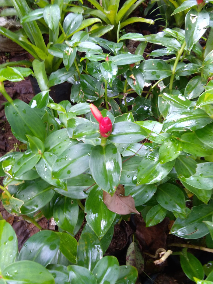 Tanaman pacing pentul / pohon pacing