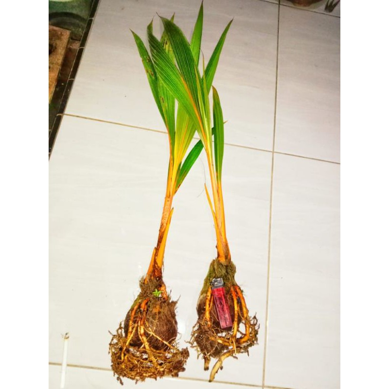 Bonsai Kelapa Orange Tunas Panjang