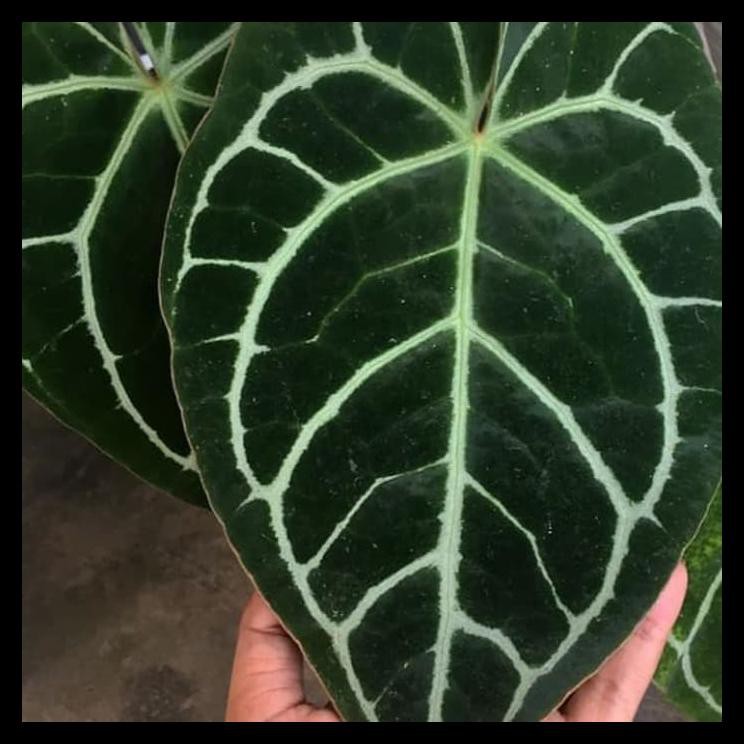 Promo Tanaman Hias Kuping Gajah Daun Besar -Anturium Gajah -Kuping Gajah