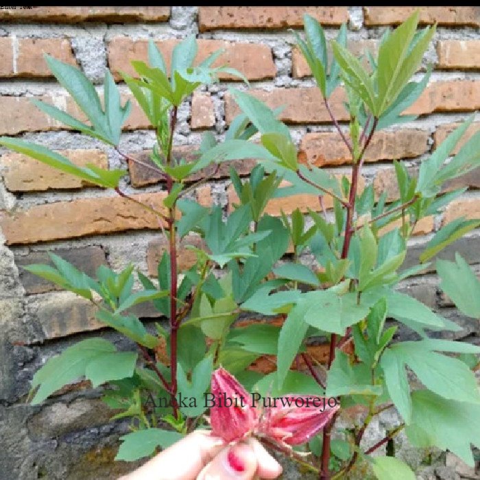 Bunga Rosela Aneka bibit Tanaman Rosela