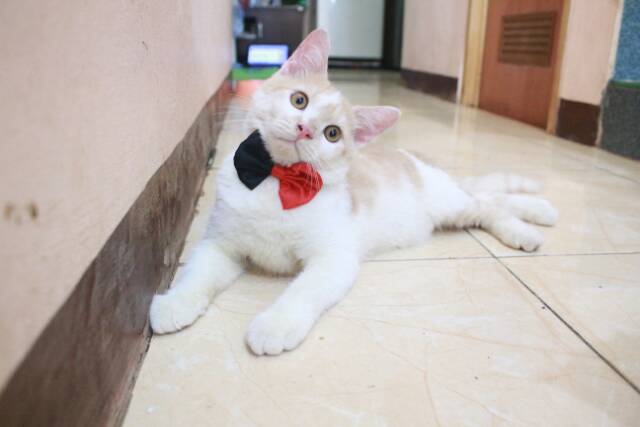 Dasi kupu-kupu half bowtie merah hitam lucu untuk kucing dan anjing size kitten adult